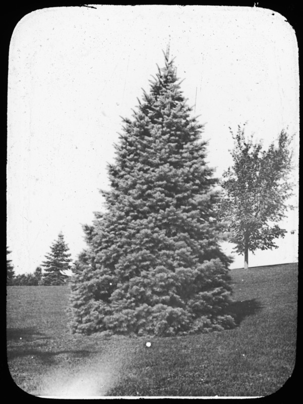 Abies concolor (white fir) at Tenney's, Methuen, Massachusetts.