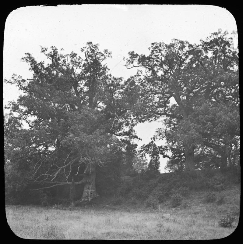 The Waverly Oaks, Quercus alba (white oak), Waverly, Massachusetts.