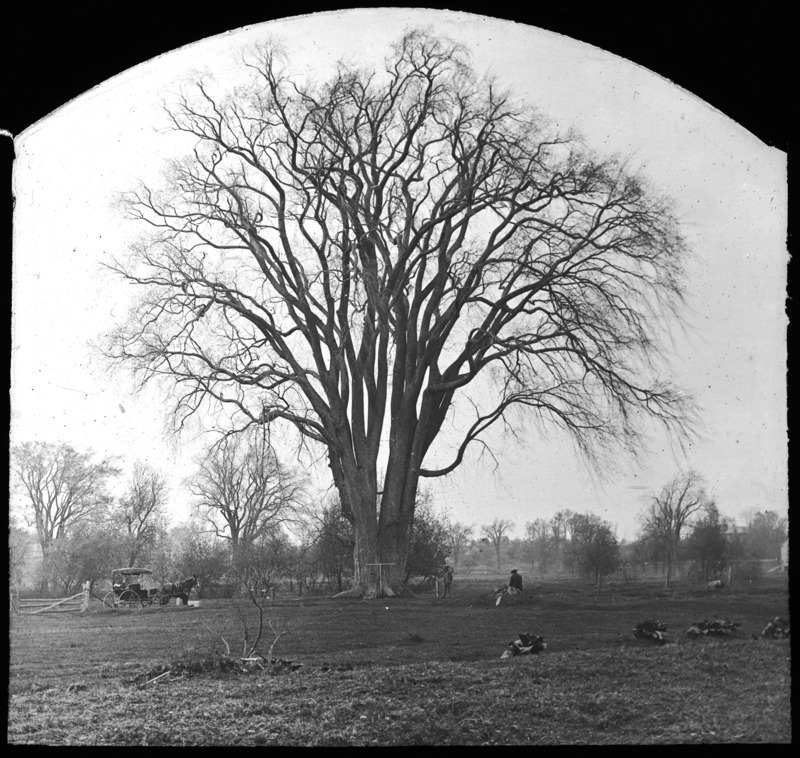 The Big Elm without foliage, Ulmus americana (American elm), Lancaster, Massachusetts.