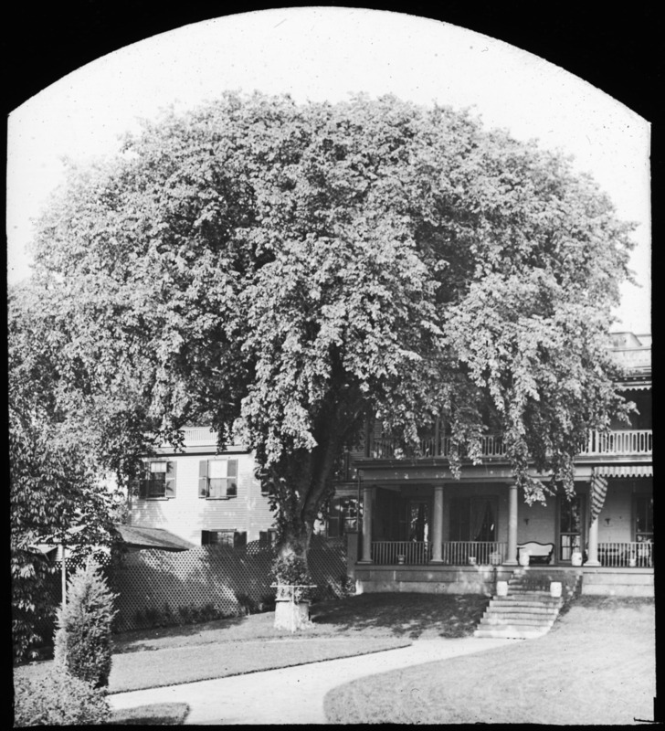 The Brooks Elm, Ulmus americana (American elm), West Medford, Massachusetts.