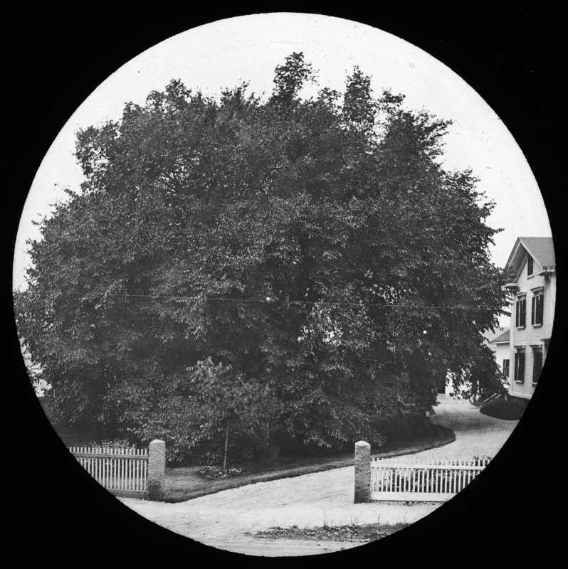 The Clark Elm with foliage, Ulmus americana (American elm), Lexington, Massachusetts.