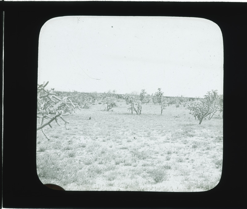Tucson plains Arizona, Opuntia spinosior (walkingstick cactus) prominent, spring annuals [Neg. C. E. Preston].