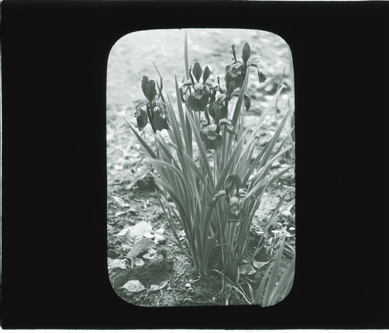 Iris Sibirica (Siberian Iris), Iris Orientalis (Yellowband Iris).