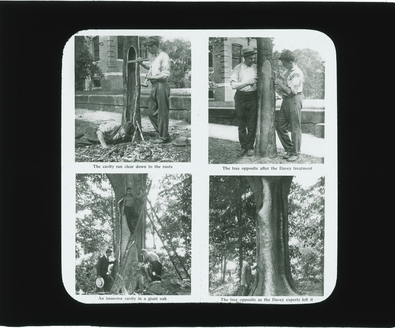 Davey treatment (repair of tree cavities).