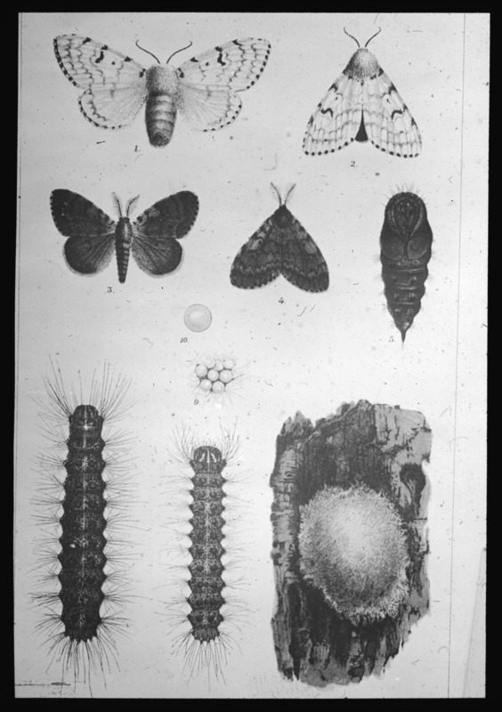 Gypsy Moth in different stages [Gypsy Moth Comm. Report].