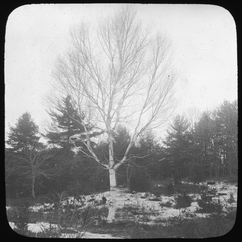 Canoe birch, Boxford, Massachusetts.