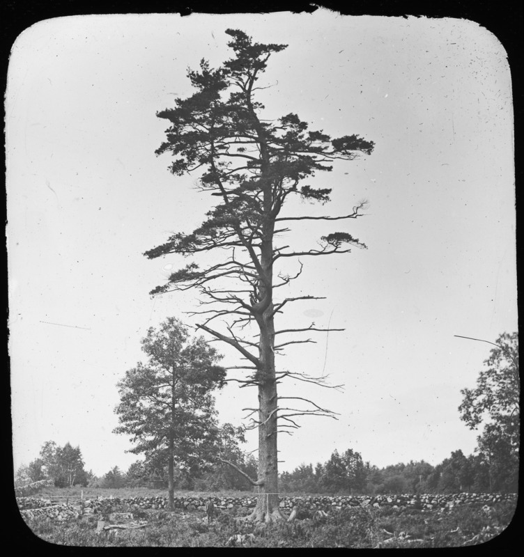 The Batchelder Pine, North Reading, Massachusetts [William Penn Brooks(?)].