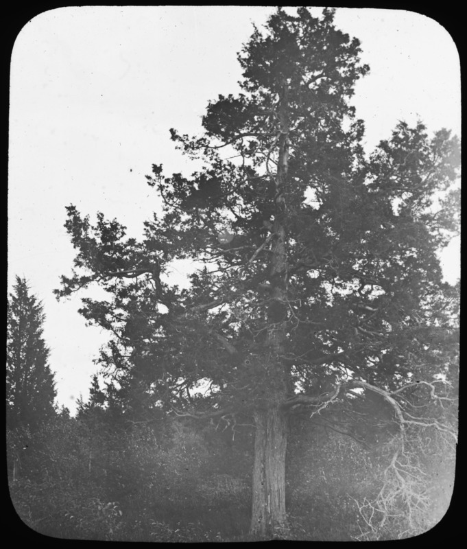 Juniperus virginiana (eastern redcedar) [Neg. H. T. Bailey].
