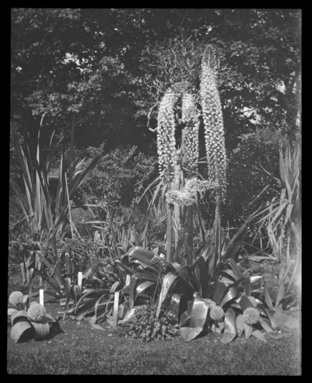 Eremurus robustus (Foxtail lily) at H. H. Hunnewell's, Wellesley, Massachusetts.