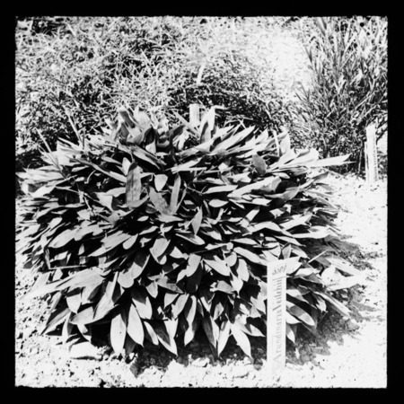 Arundinaria veitchii (bamboo grass) at Arnold Arboretum, Boston, Massachusetts.