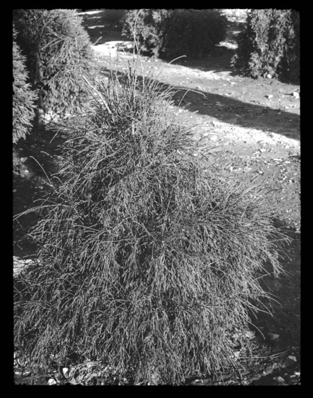 Thuja occidentalis Spaethii (northern white cedar), Arnold Arboretum, Boston, Massachusetts.