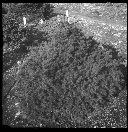 Picea excelsa Ellwangeriana (or picea abies) (Norway spruce), Arnold Arboretum, Boston, Massachusetts.