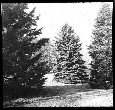 Picea pungens (blue spruce), Pseudotsuga douglasii (Douglas fir), and Abies nordmanniana (Nordman fir or Caucasian fir), C. S. Sargent's, Brookline, Massachusetts.