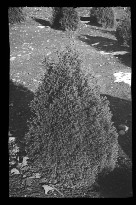 Chamaecyparis pisifera var squarrosa veitchii (Japanese false cypress), Arnold Arboretum, Boston, Massachusetts.