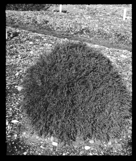 Thuya occidentalis globosa [Thuja occidentalis] (arborvitae), Arnold Arboretum, Boston, Massachusetts.