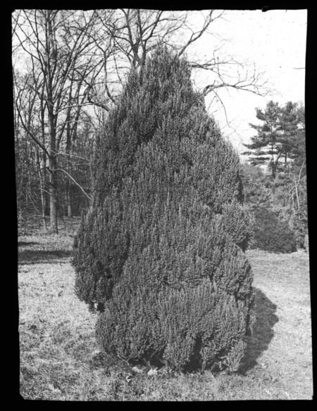 Juniperus chinensis (Chinese juniper or Sargent juniper), Prof. C. S. Sargent, Brookline, Massachusetts.
