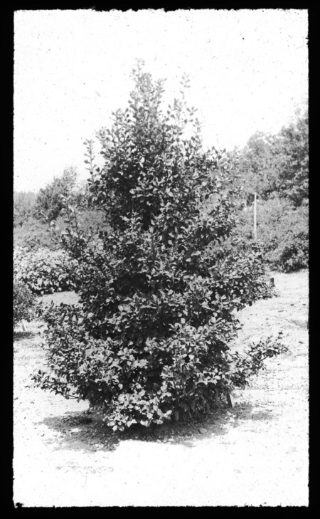 Ilex opaca (American holly).
