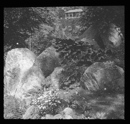 Silene pennsylvanicum [Silene pensylvanica] or Cerastium tomentosum (Pennsylvania catchfly) or (snow in summer), H. H. Hunnewell's, Wellesley, Massachusetts.