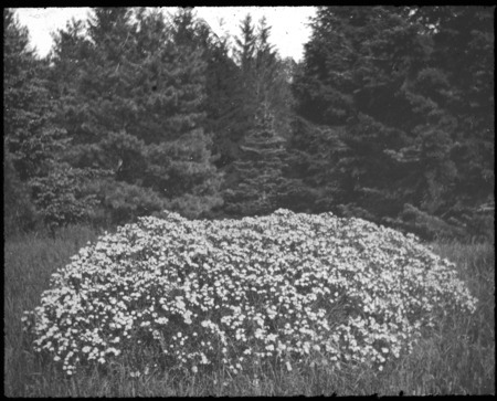 Leiophyllum buxifolium (sandmyrtle), H. H. Hunnewell's, Wellesley, Massachusetts.
