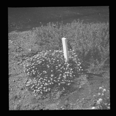 Aethionema grandiflorum (Persian stonecress) Arnold Arboretum, Boston, Massachusetts.