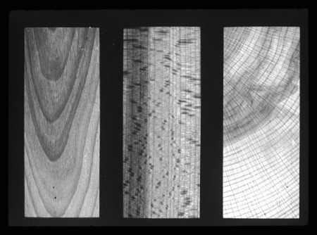 Beech, wood sections.