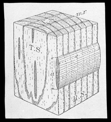 Block of oak wood.