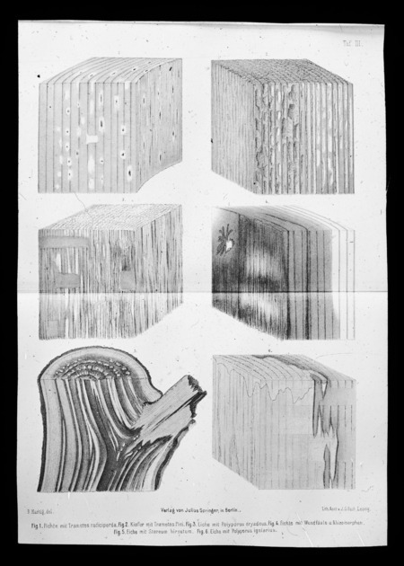 Rotting woods--timber.