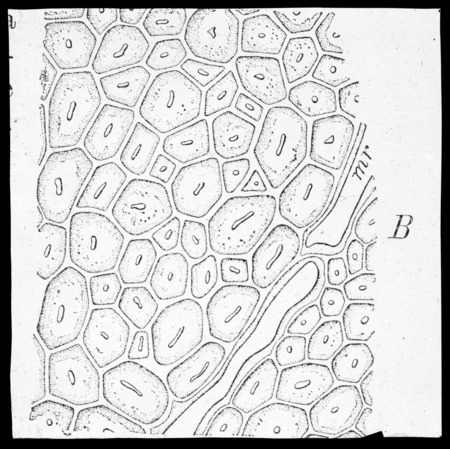 Thick walled wood cells--broad foliaged tree.