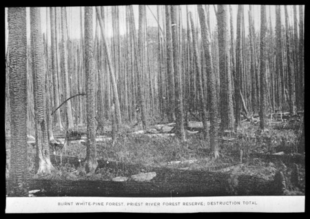 Result of forest fire in standing forest.