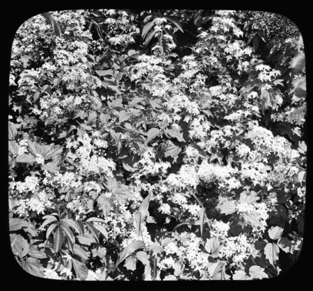Clematis virginiana (devil's darning needles).
