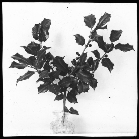 Ilex opaca--spray (American holly).