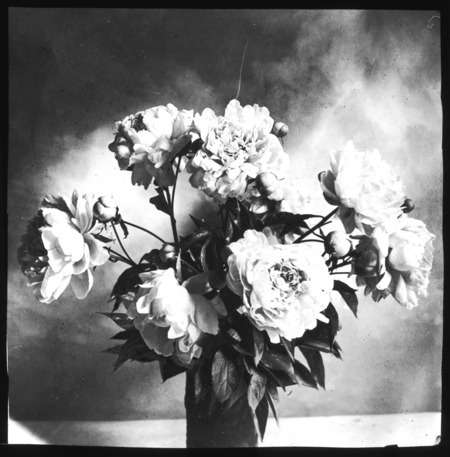 Paeonia Norfolk (peony).