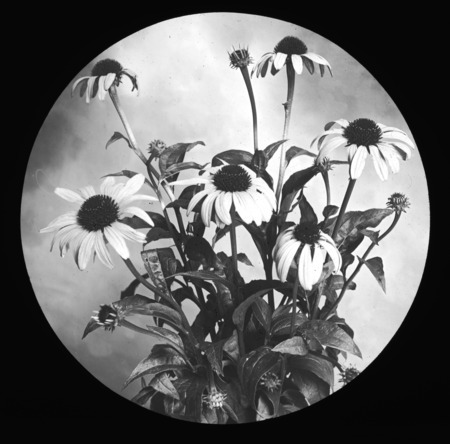 Echinacea purpurea (eastern purple coneflower).