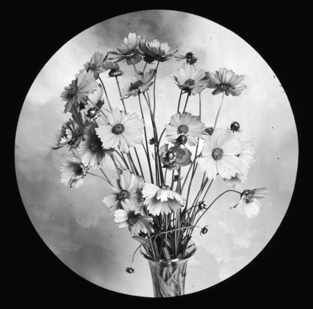 Coreopsis grandiflora, vase (largeflower tickseed).