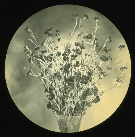 Agrostemma coronaria [Lychnis coronaria] (rose campion).