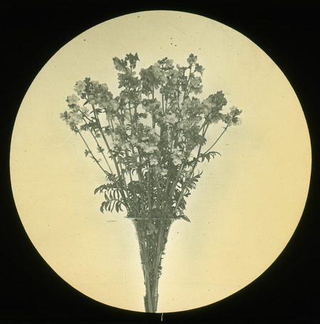 Pulmonaria officinalis (common lungwort).