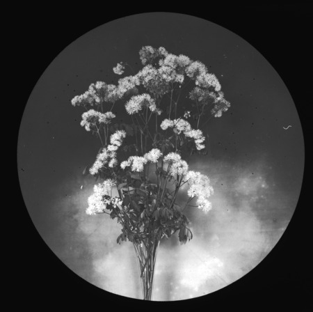 Thalictrum speciosum (Spectacular Meadow-rue).