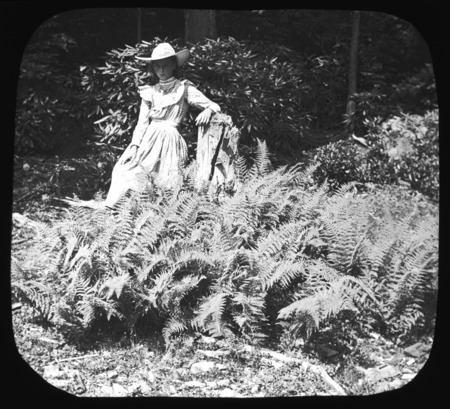 Dicksonia punctilobula (hay-scented fern).