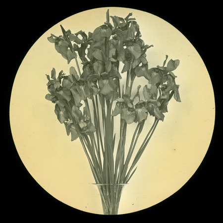 Iris sibirica orientalis (Siberian iris).