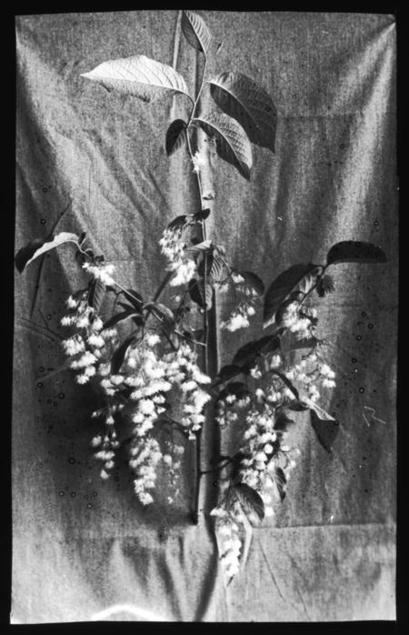 Pterostyrax corymbosus (Little Epaulette Tree).
