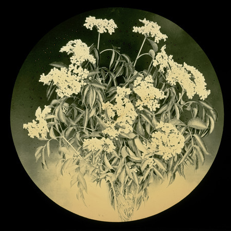 Sambucus canadensis (American black elderberry) in a vase.