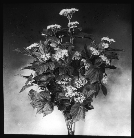 Viburnum acerifolium (mapleleaf viburnum) in a vase.