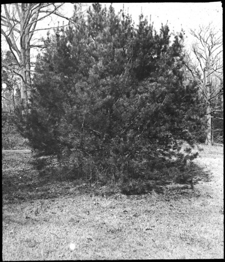 Pinus bungeana at Prof. C. S. Sargent's (Bunge's pine or Lacebark pine).
