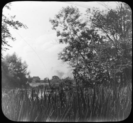 Meadow view, cat-o'-nine-tails in foreground.