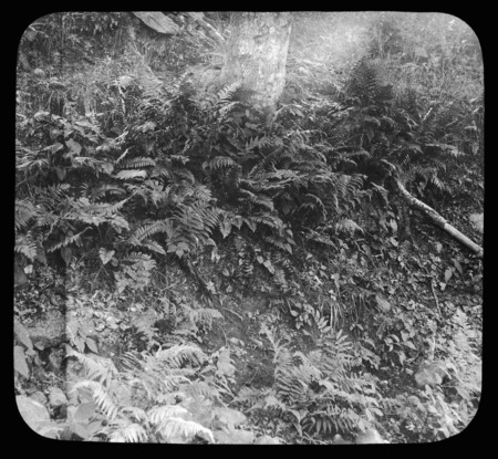 Aspidium acrostichoides and possibly Dicksonia (Christmas shield fern) near brook, Becket, Massachusetts.
