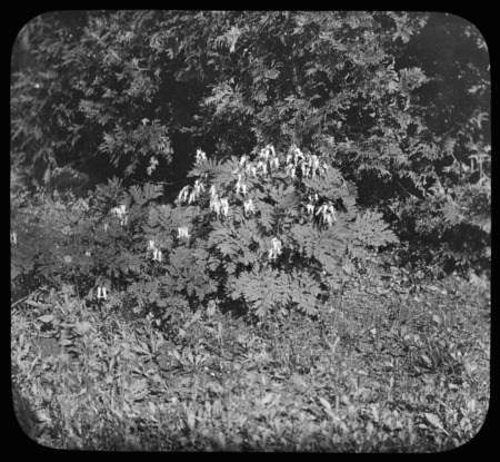 Dicentra eximia (turkey corn) against Thuja occidentalis (arborvitae).