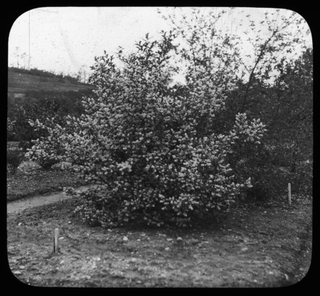 Symplocos crataegoides or Symplocos paniculata (sapphire-berry).