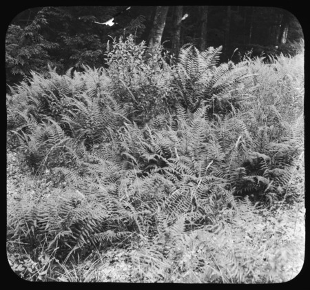 Dicksonia pilosiuscula (Dickson's fern).