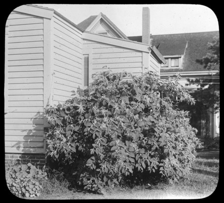 Polygonum cuspidatum against outbuilding (Japanese knotweed).
