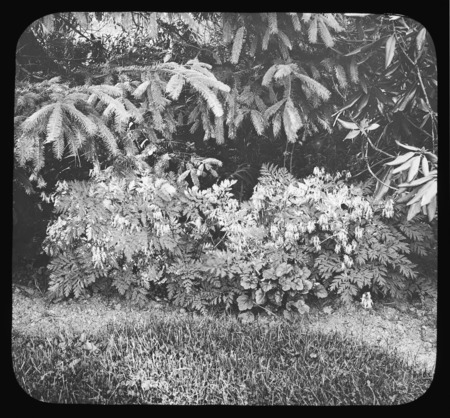 Dicentra canadensis (Squirrel corn) under evergreen trees.